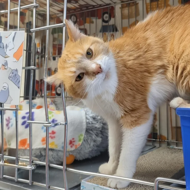 Butterscotch thumbnail 2