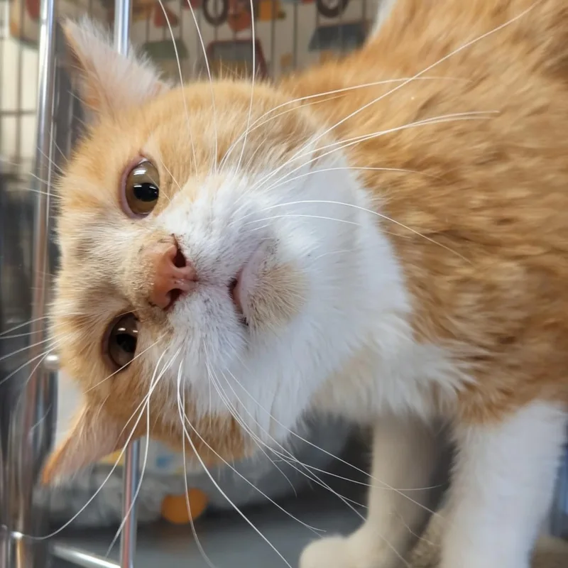 Butterscotch thumbnail 3