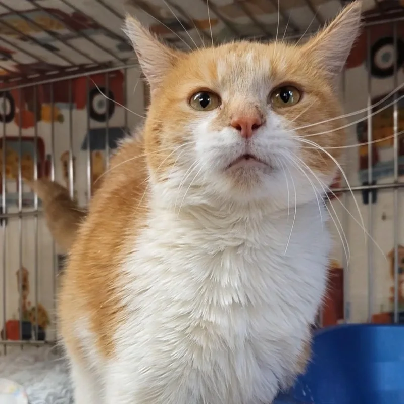 Butterscotch thumbnail 4