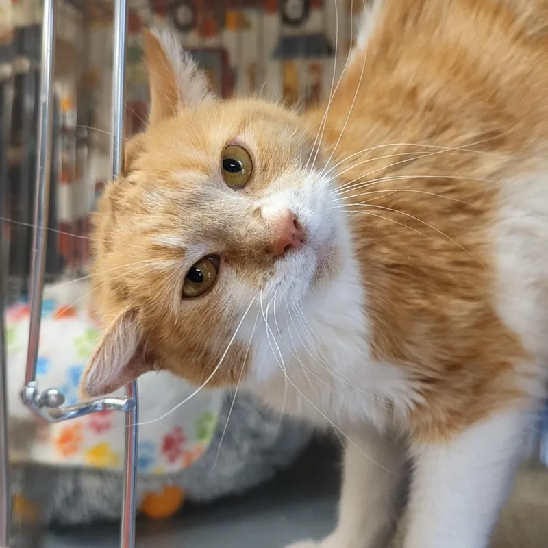 Butterscotch thumbnail 5