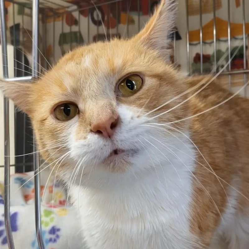 An adult medium-sized female Orange & White Domestic Short Hair cat named Butterscotch for adoption in West Jefferson, OH
