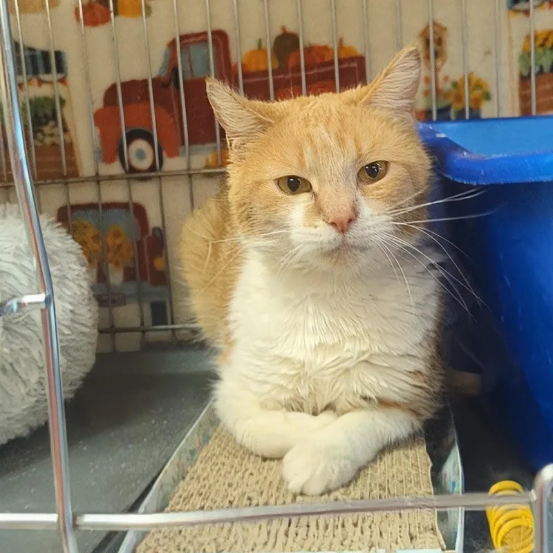 Butterscotch thumbnail 6