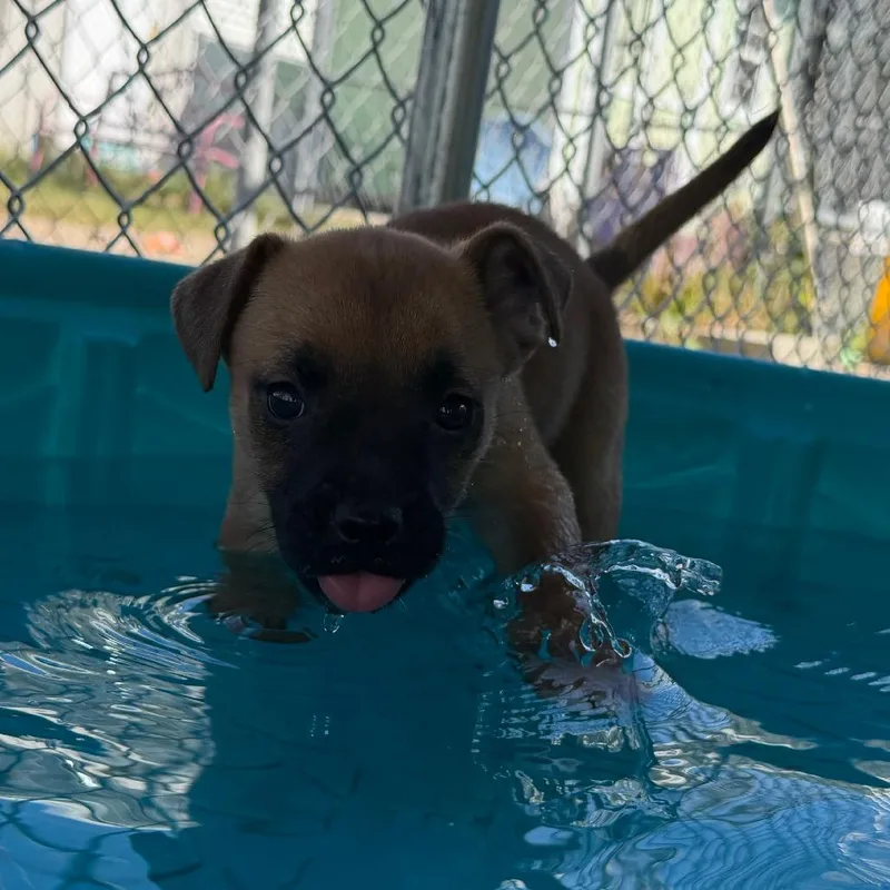 A baby small-sized male Yellow / Tan / Blond / Fawn Mixed Breed dog named Arugula for adoption in Waynesville, NC