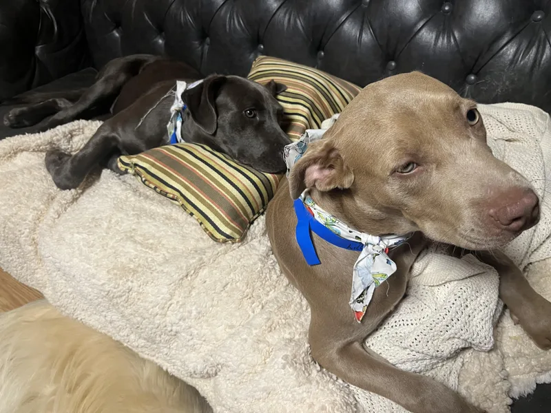 A young medium-sized female Great Dane dog named Lily for adoption in Rainbow City, AL