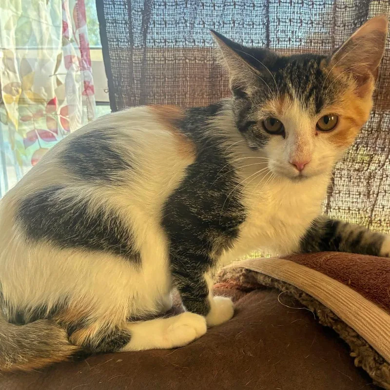 A baby small-sized female Torbie Domestic Short Hair cat named Sasha for adoption in Evansville, IN