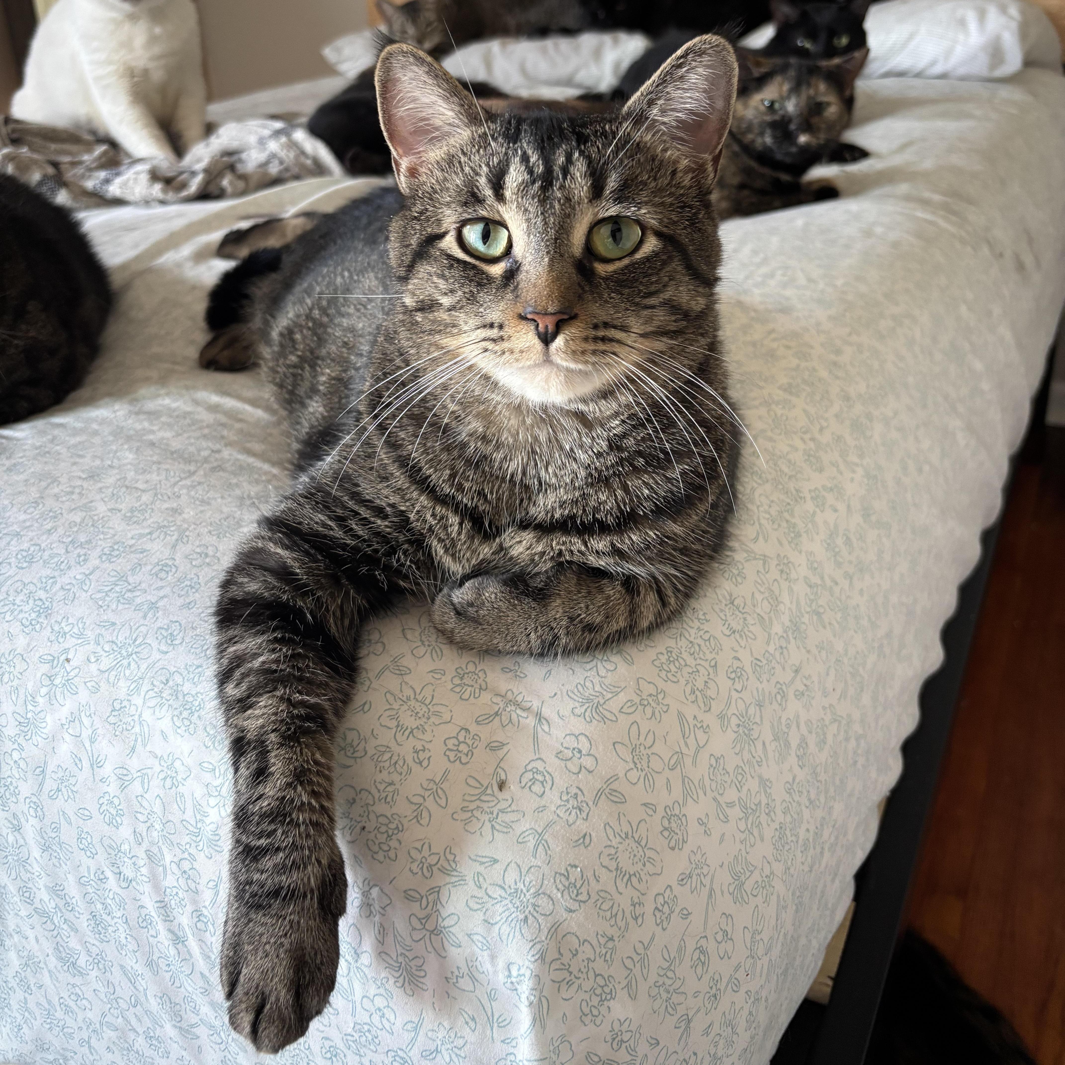 A young medium-sized male Black & White / Tuxedo Domestic Short Hair cat named Jackson & Cliff for adoption in Buffalo, NY