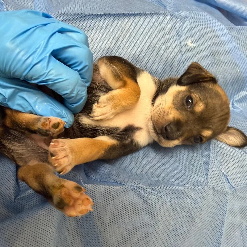 A baby small-sized male Yellow / Tan / Blond / Fawn Mixed Breed dog named Latte for adoption in Winston Salem, NC