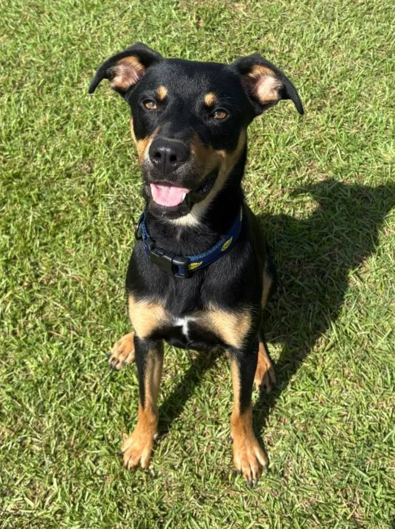 A young medium-sized male Rottweiler dog named Diesel for adoption in Macclesfield, NC