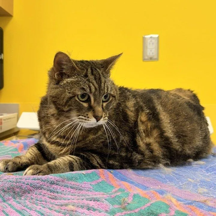 A senior extra large-sized female Tabby (Brown / Chocolate) Domestic Short Hair cat named Pumpernickel for adoption in Raleigh, NC