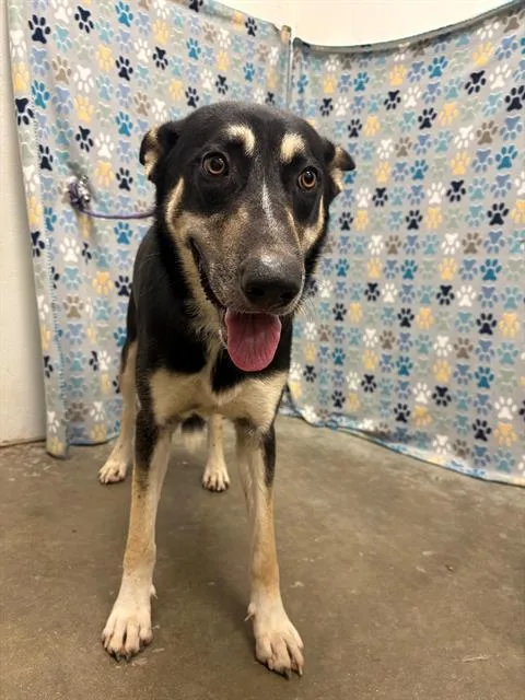 A young large-sized male German Shepherd Dog dog named Finn for adoption in Rosenberg, TX