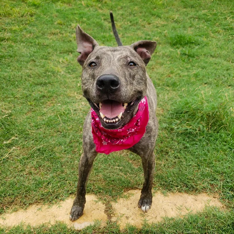 Rousseau thumbnail 5