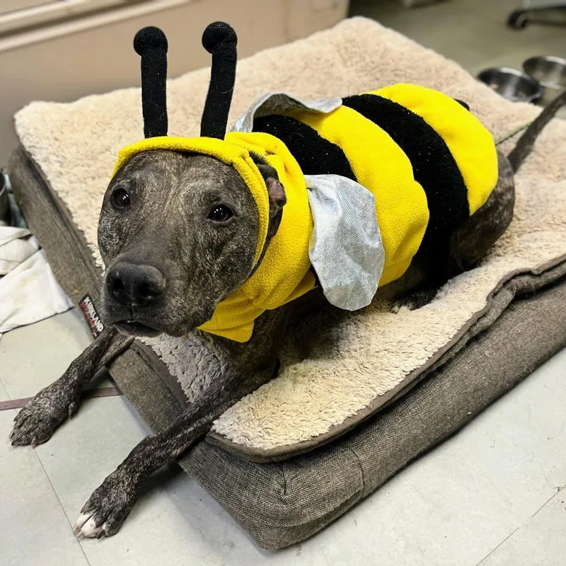 Rousseau thumbnail 6