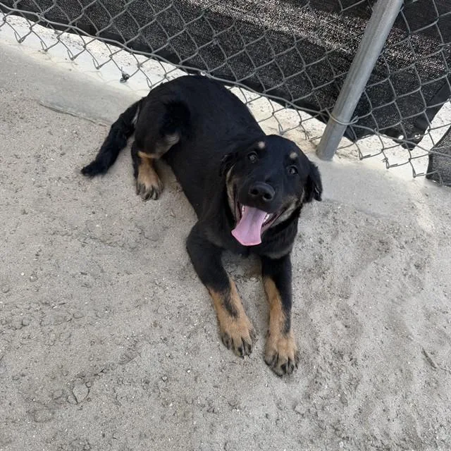 A baby small-sized male Border Collie dog named Kyuss for adoption in Riverside, CA