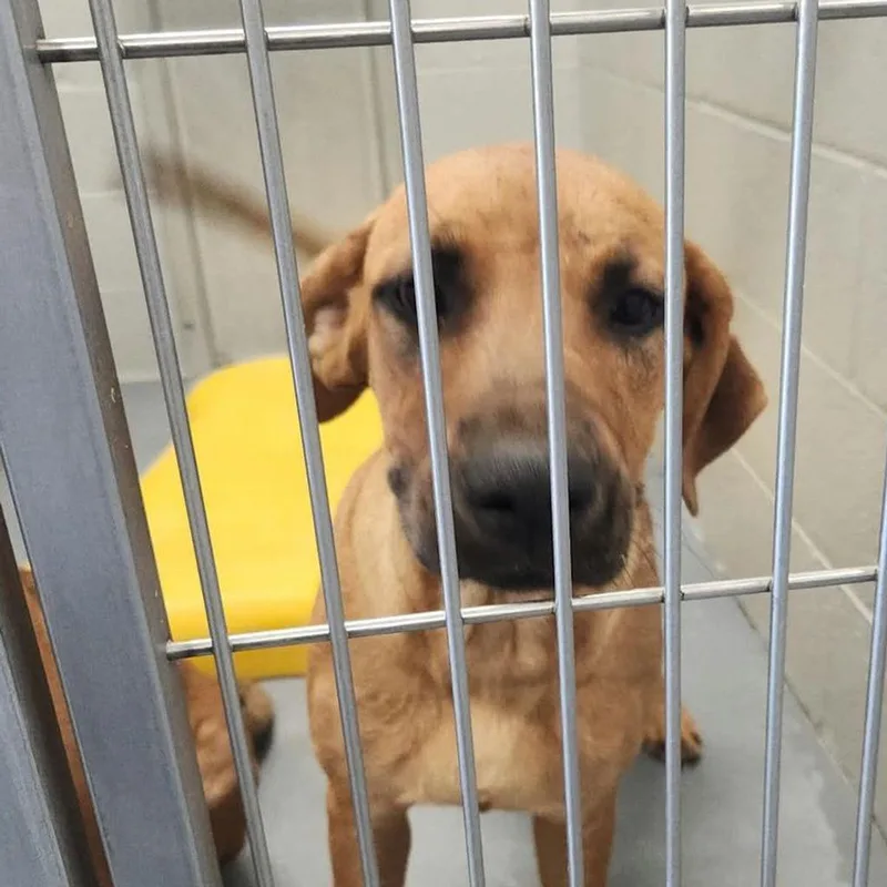 An adult medium-sized female Yellow / Tan / Blond / Fawn Hound dog named Pita for adoption in Kingman, AZ