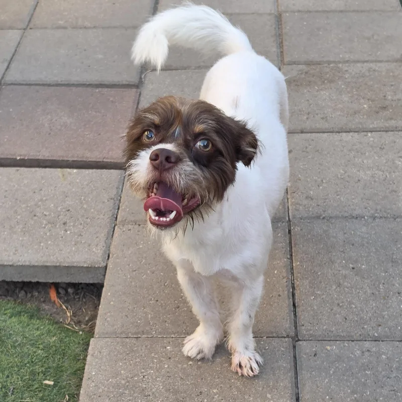 A young small-sized male Tricolor (Brown, Black, & White) Terrier dog named Griffin for adoption in Edinburg, TX