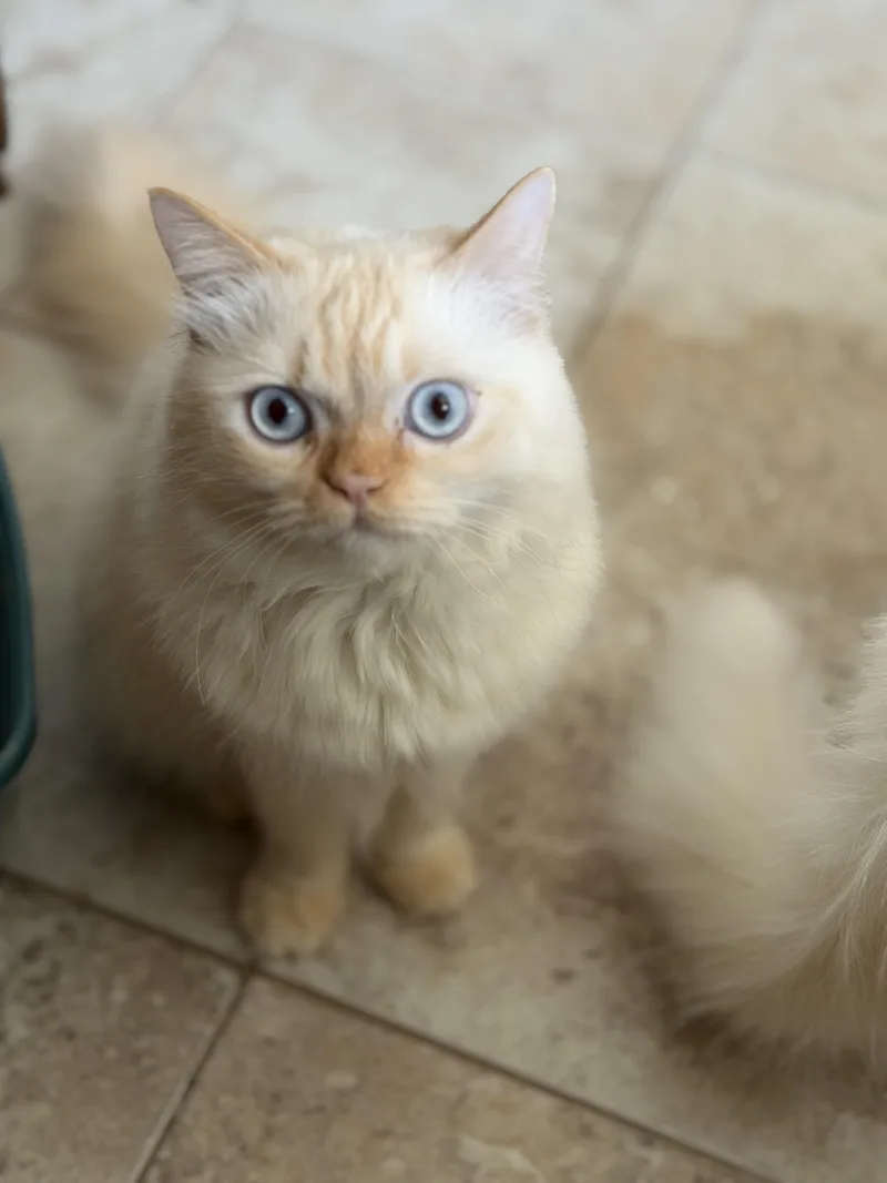 A young medium-sized male Himalayan cat named Ramo for adoption in Manalapan, NJ