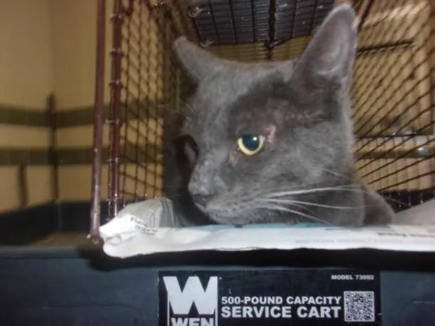 An adult large-sized male Domestic Short Hair cat named Greyson for adoption in Van Nuys, CA