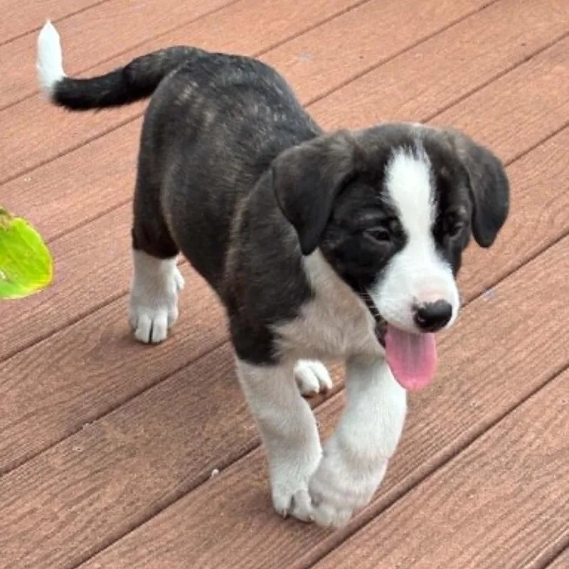 A baby large-sized male Brindle Anatolian Shepherd dog named James Rw for adoption in Austin, TX