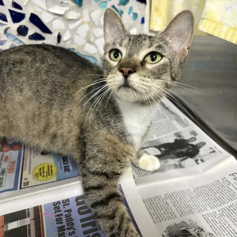 A young medium-sized female Domestic Short Hair cat named Jessica for adoption in Pensacola, FL