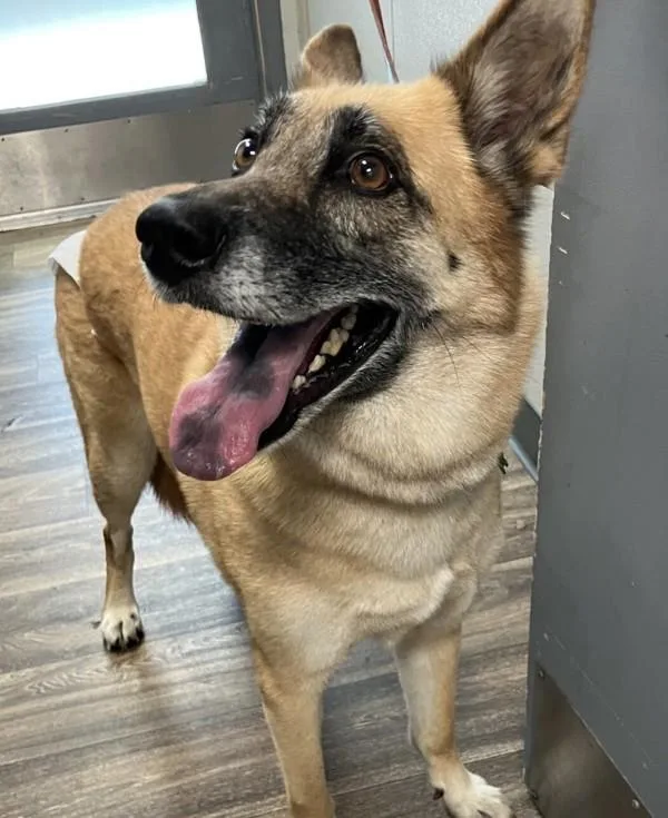 An adult medium-sized female Shepherd dog named Huggies for adoption in San Diego, CA