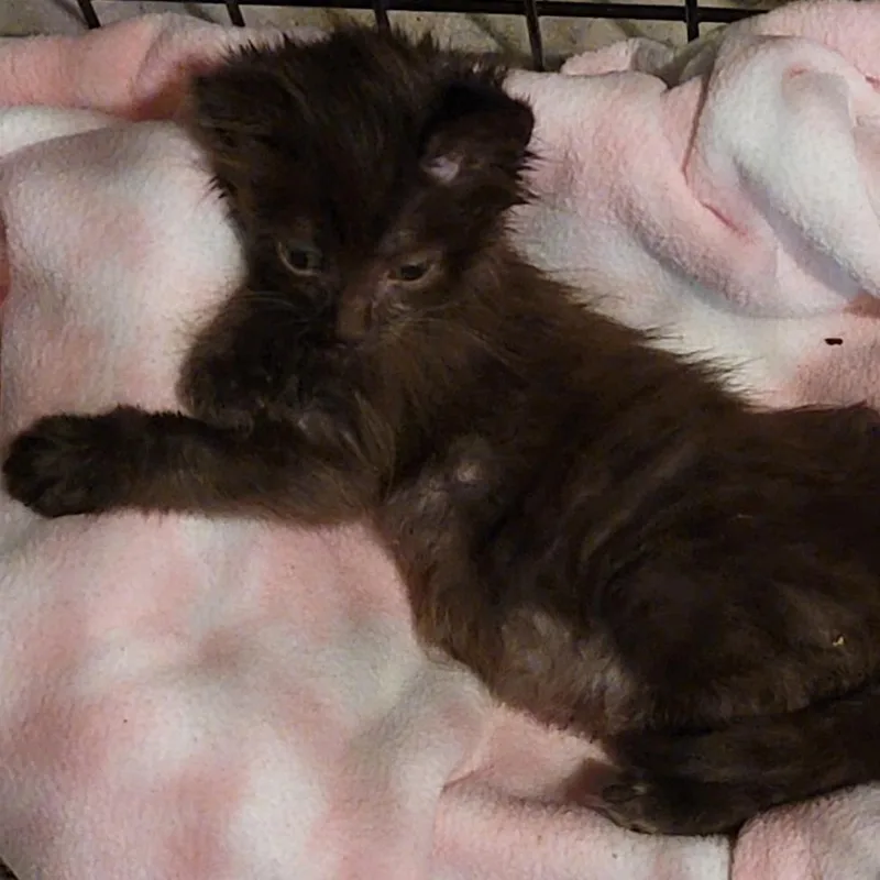 A baby small-sized male Brown / Chocolate Domestic Short Hair cat named Frankie for adoption in Pleasanton, CA