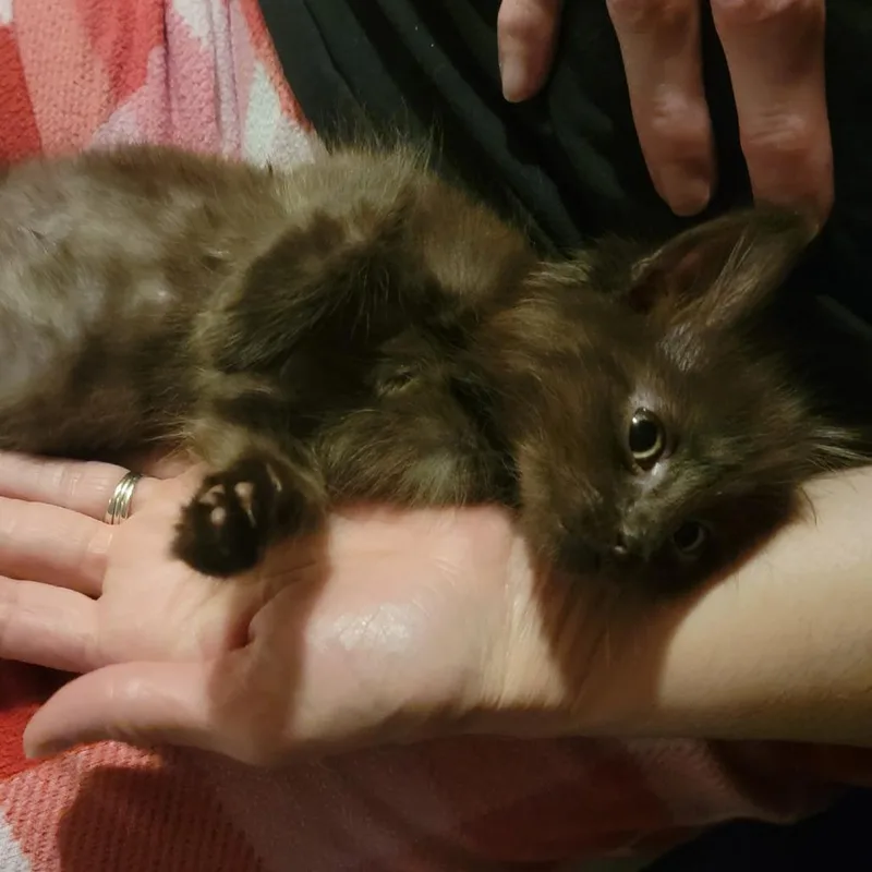 Frankie thumbnail 2