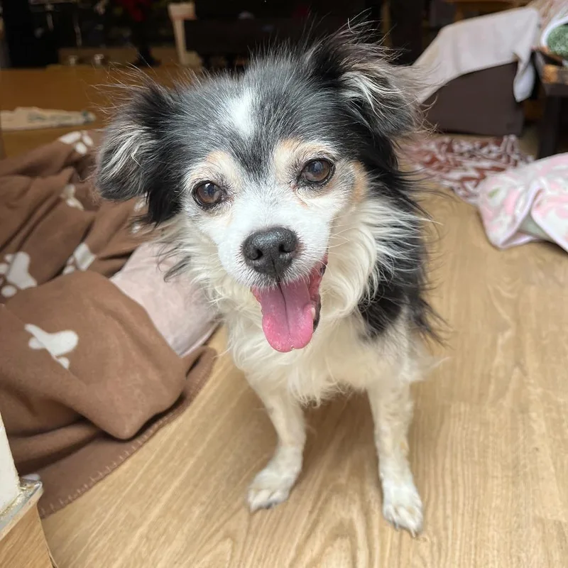 A senior small-sized male Black Chihuahua dog named Fuzzy Wuzzy for adoption in San Francisco, CA