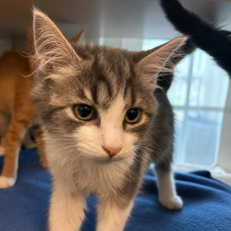 A baby small-sized female Gray / Blue / Silver Domestic Medium Hair cat named At Window Number Three for adoption in Gloucester, VA
