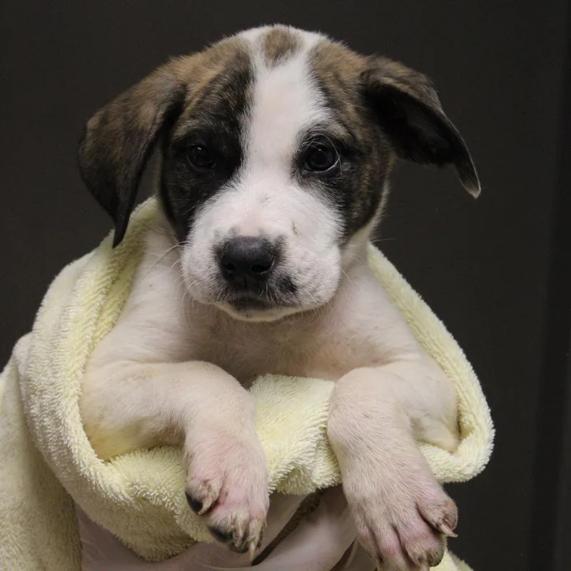 A baby small-sized male White / Cream Retriever dog named Chuckie Finster for adoption in Cleveland, MS
