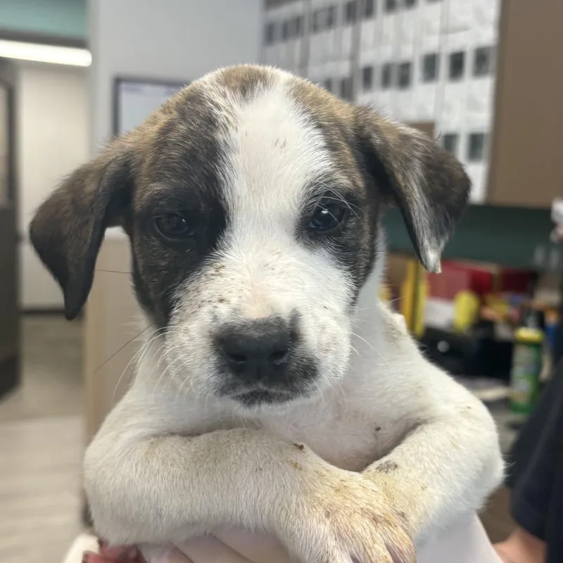 Chuckie Finster thumbnail 2