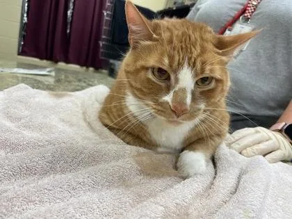 An adult medium-sized male Domestic Short Hair cat named Steve Meowtin for adoption in Independence, MO