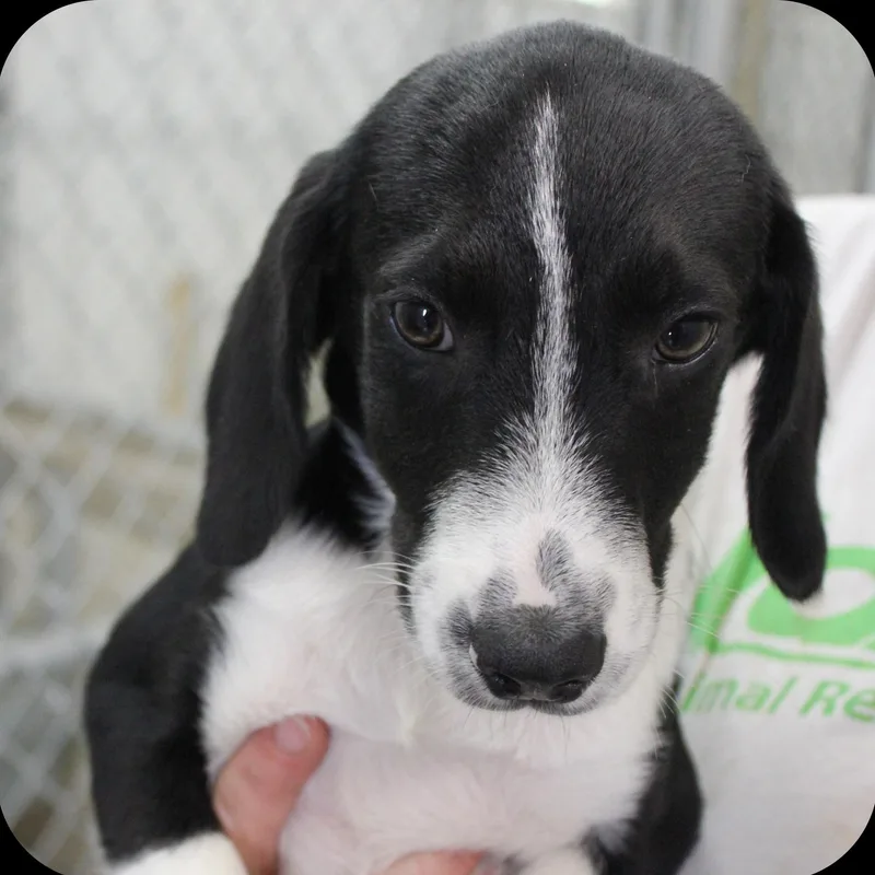A baby medium-sized male Black Mixed Breed dog named Booker for adoption in Amelia, OH