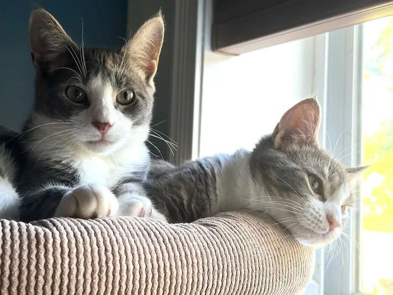 A young medium-sized male Gray & White Domestic Short Hair cat named Hansel & Gretel for adoption in New York, NY