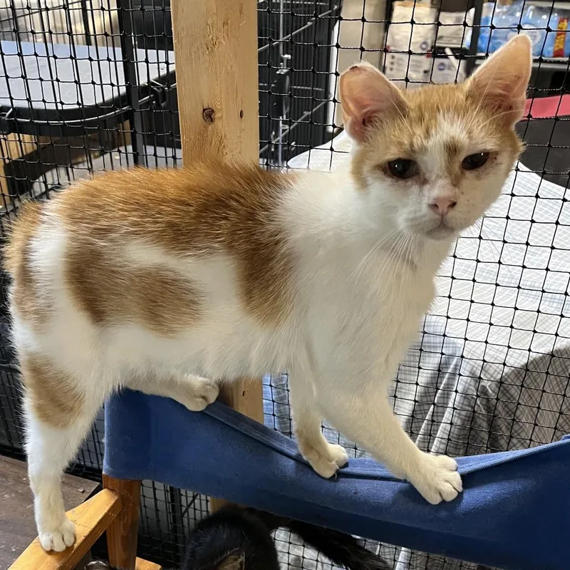 A young medium-sized male Orange / Red Domestic Short Hair cat named Otis for adoption in Washington, DC