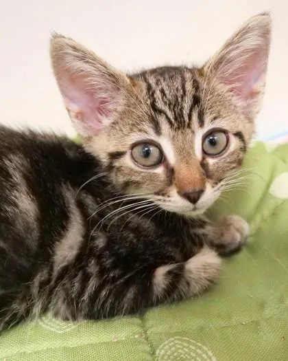 A baby small-sized male Domestic Short Hair cat named Harry Potter for adoption in Fishers, IN