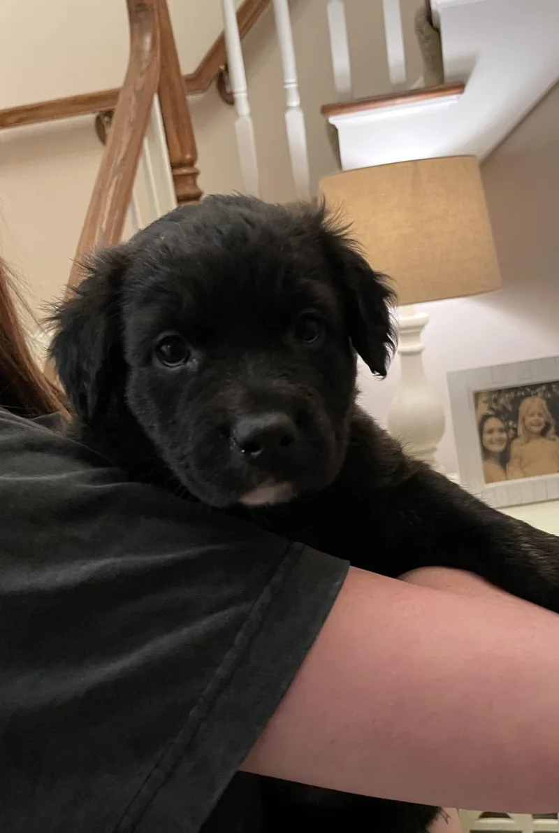 A baby large-sized female Black Catahoula Leopard Dog dog named Molly for adoption in Union Grove, WI