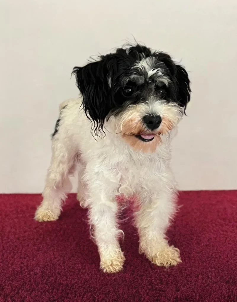 A young small-sized female Maltese dog named Brinkley for adoption in Dalton, GA