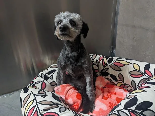 An adult small-sized female Terrier dog named Addison for adoption in Santa Cruz, CA