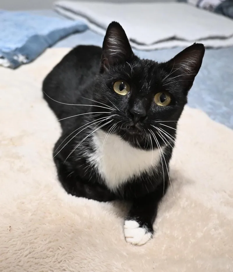 A young medium-sized female Domestic Short Hair cat named Gia for adoption in San Pedro, CA