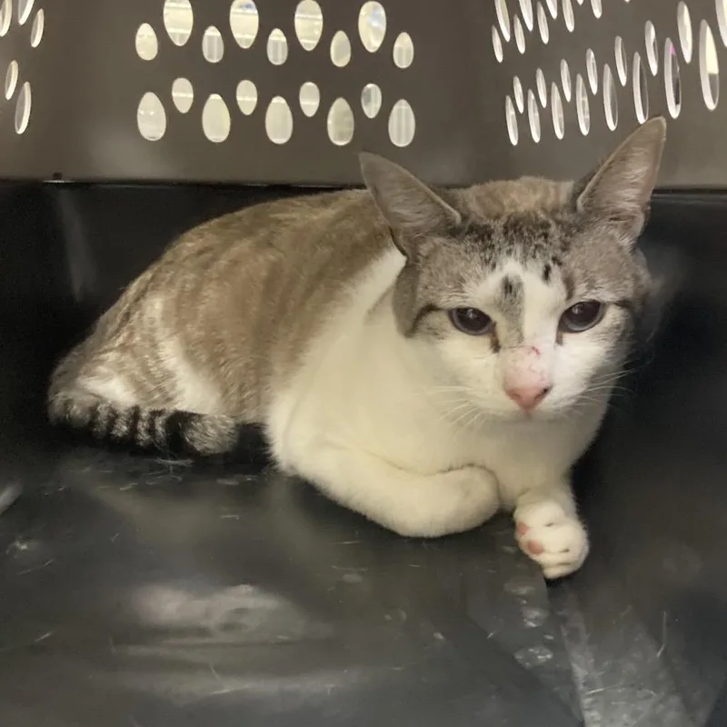 A young medium-sized male White Domestic Short Hair cat named Casper for adoption in Galveston, TX