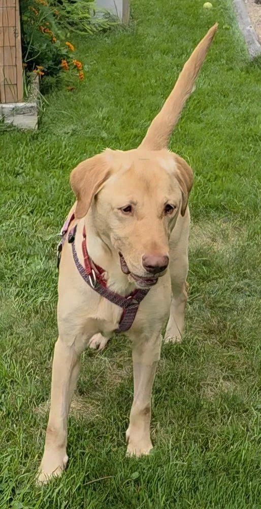 A young medium-sized female Labrador Retriever dog named Caramel Truffle for adoption in Waunakee, WI