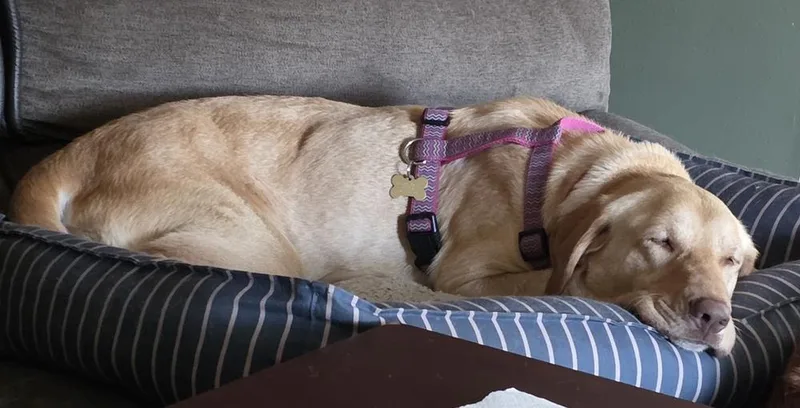 Caramel Truffle thumbnail 4