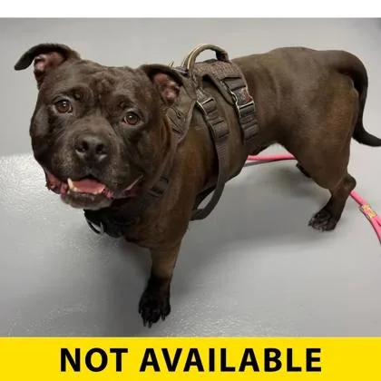 An adult large-sized male Mixed Breed dog named Breeze for adoption in Eugene, OR