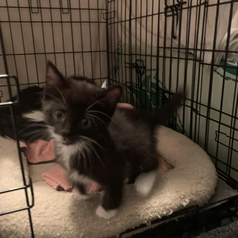 A baby medium-sized male Black & White / Tuxedo Domestic Medium Hair cat named Lukas for adoption in Shelby Township, MI
