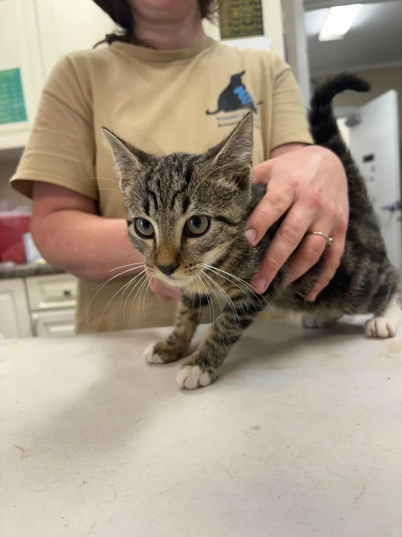 A young medium-sized male Tabby (Brown / Chocolate) Domestic Short Hair cat named Woody for adoption in Burgaw, NC