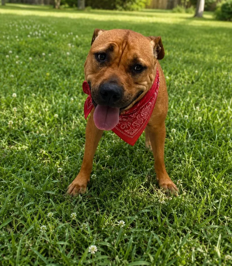 An adult medium-sized female Black Mouth Cur dog named Chilly for adoption in Houston, TX