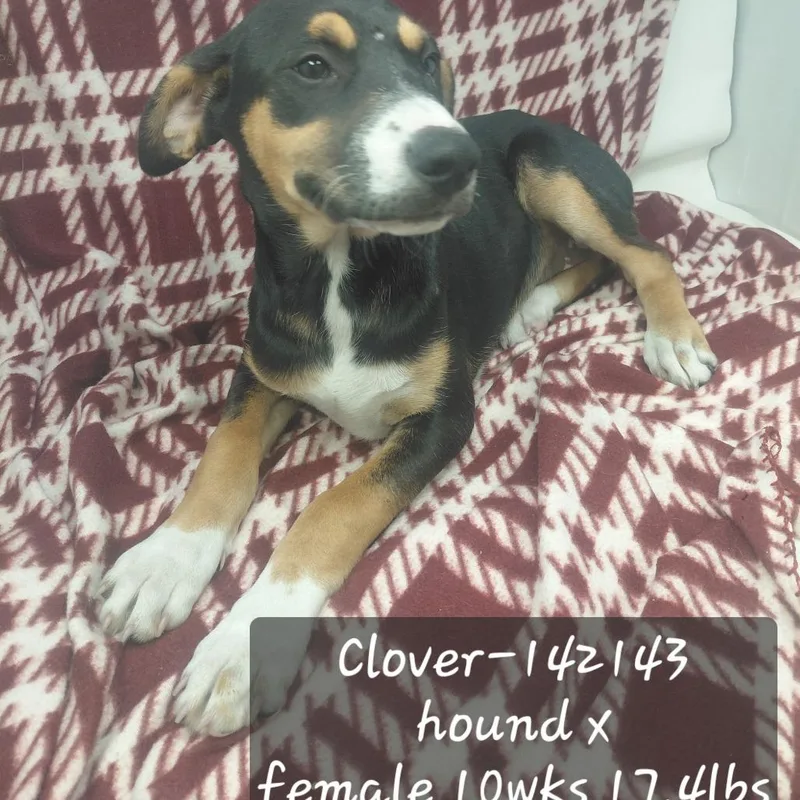 Clover