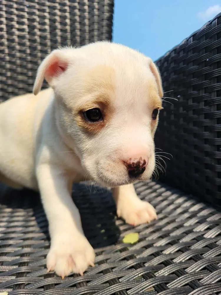 A baby large-sized female White / Cream Pit Bull Terrier dog named Mary Shelley for adoption in Pottstown, PA