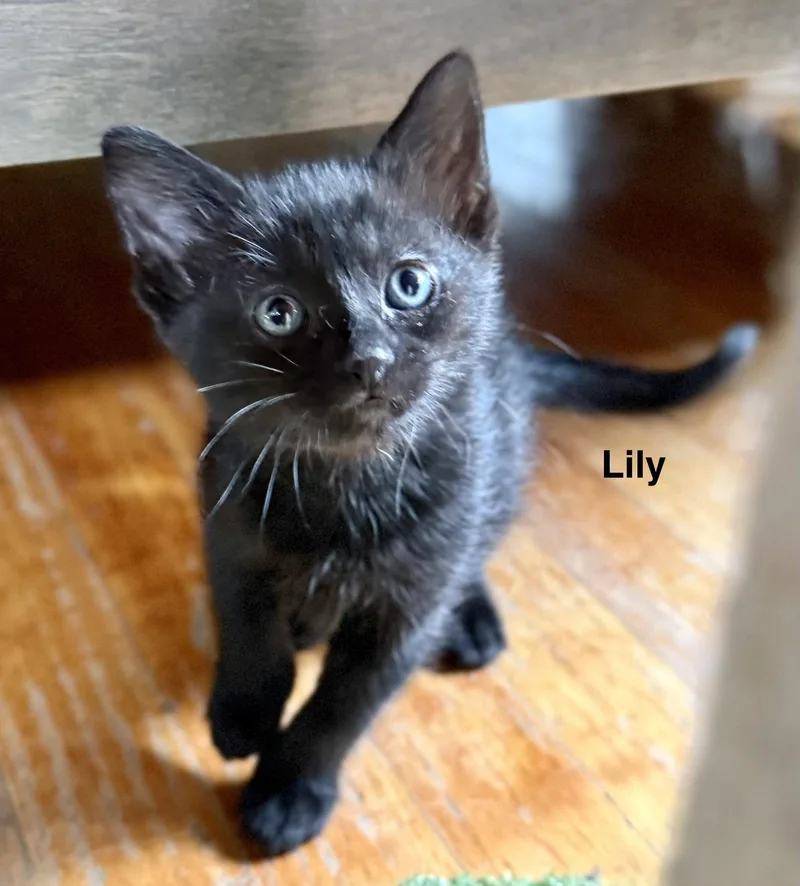Lily thumbnail 3
