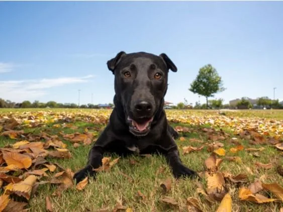 A young medium-sized female Black Labrador Retriever dog named Abby Good Time for adoption in Cypress, TX
